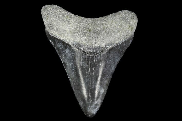 Serrated, Fossil Megalodon Tooth - Florida #114112